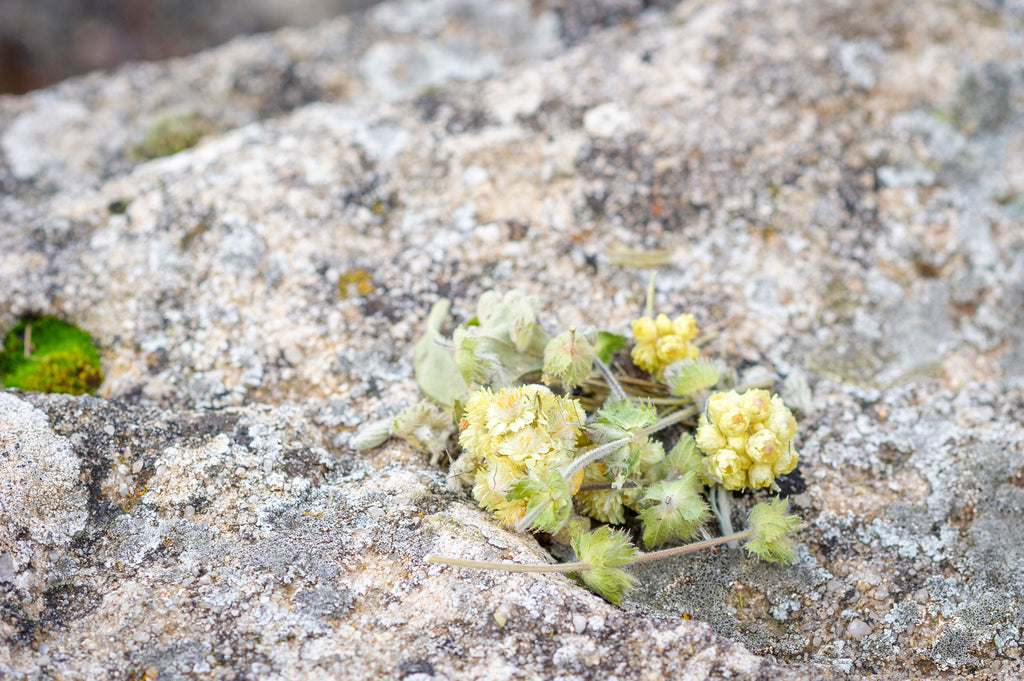 Mezcla de hierbas silvestres infusión digestiva Botánica Guadiela 