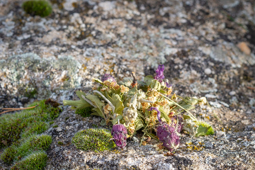 Mezcla de plantas silvestres Infusión Ansiedad Botánica Guadiela