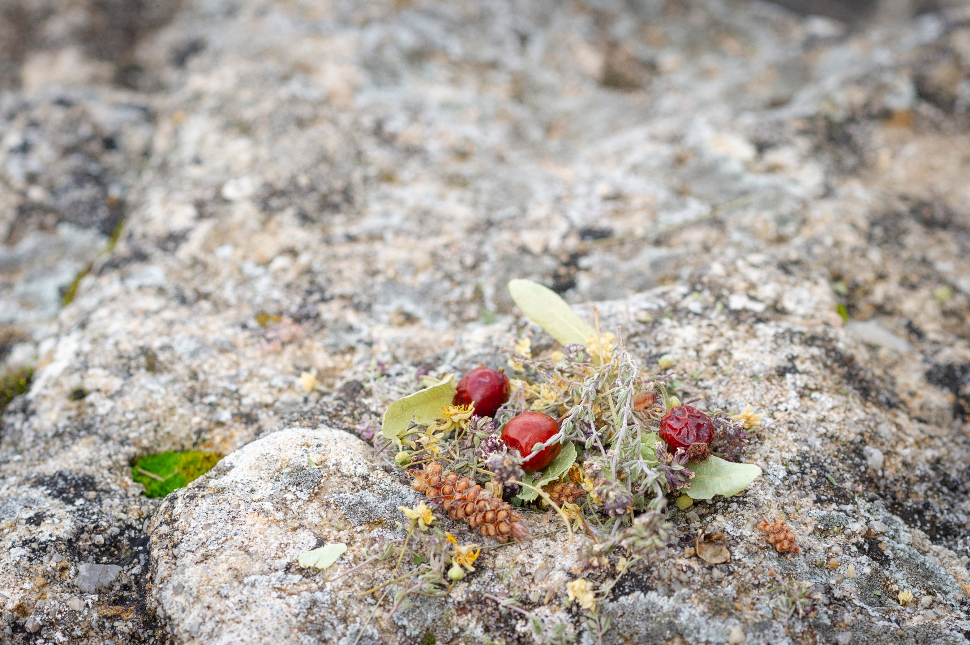 Mezcla de plantas silvestres infusión diurética