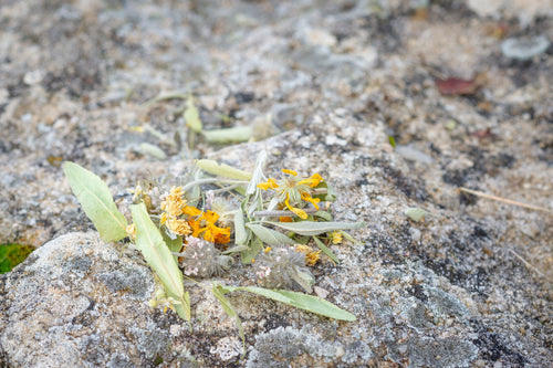 Mezcla de plantas silvestres de infusión menstrual