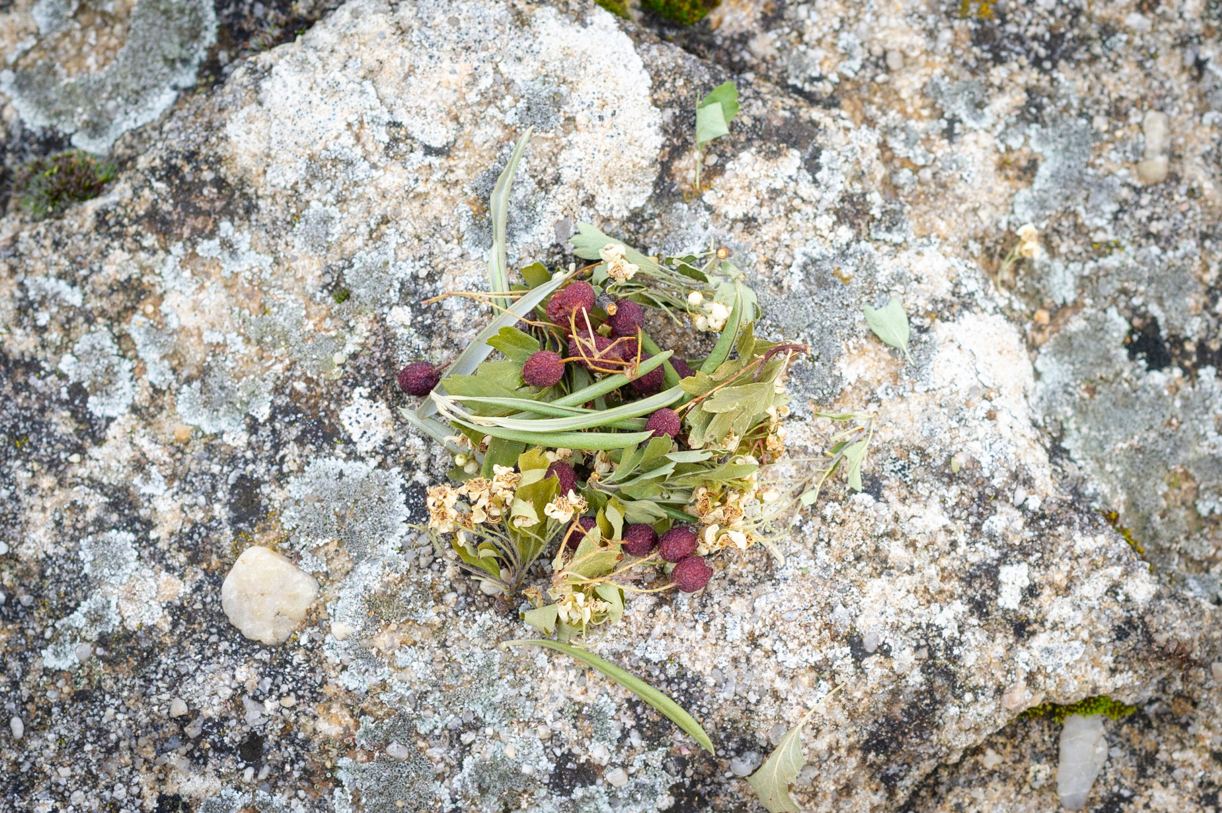 Mezcla hierbas silvestres infusión tensión alta